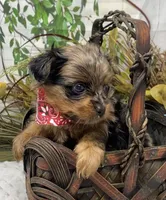 TAZ Rare Blackberry merle , a male Yorkshire Terrier and Shorkie for sale in Sellersburg, IN – Photo 8 of 9