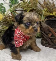 TAZ Rare Blackberry merle , a male Yorkshire Terrier and Shorkie for sale in Sellersburg, IN – Photo 4 of 9