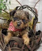 TAZ Rare Blackberry merle , a male Yorkshire Terrier and Shorkie for sale in Sellersburg, IN – Photo 3 of 9