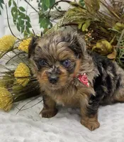 TAZ Rare Blackberry merle , a male Yorkshire Terrier and Shorkie for sale in Sellersburg, IN – Photo 2 of 9