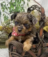 TAZ Rare Blackberry merle , a male Yorkshire Terrier and Shorkie for sale in Sellersburg, IN – Photo 9 of 9