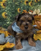Blue Merle -hazel eyes, a male Yorkshire Terrier and Shorkie for sale in Sellersburg, IN – 5 of 10