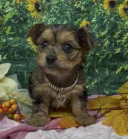 Prada - blue merle, a female Yorkshire Terrier and Shorkie for sale in Sellersburg, IN – 6 of 10