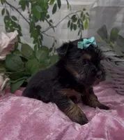Maggie, a female Yorkshire Terrier and Shorkie for sale in Sellersburg, IN – 6 of 7