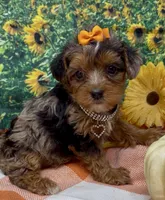 ZsaZsa - silver merle, a female Yorkipoo and Yorkshire Terrier for sale in Sellersburg, IN – 8 of 8