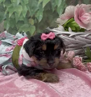 Princess , a female Yorkshire Terrier and Shorkie for sale in Sellersburg, IN – 4 of 5