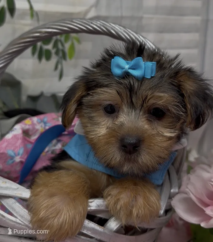 Layla – Yorkshire Terrier, Shorkie puppy for sale in Sellersburg, IN