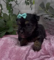 Maggie, a female Yorkshire Terrier and Shorkie for sale in Sellersburg, IN – 7 of 7