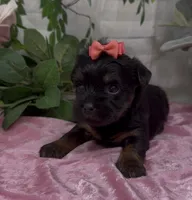 Molly, a female Yorkshire Terrier and Shorkie for sale in Sellersburg, IN – 2 of 5