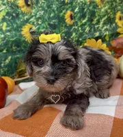 Bella - silver merle , a female Yorkipoo and Yorkshire Terrier for sale in Sellersburg, IN – 8 of 10