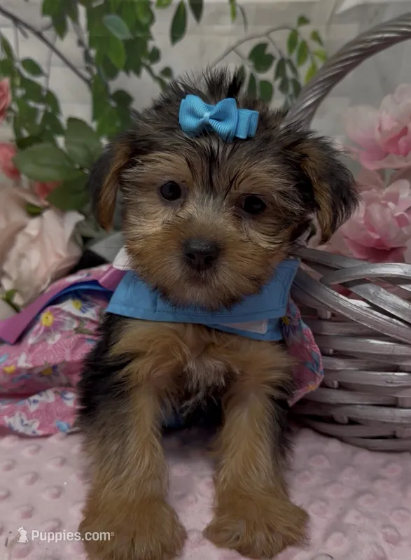 Layla – Yorkshire Terrier, Shorkie puppy for sale in Sellersburg, IN