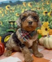 Roadie - silver (blue) merle, a male Yorkipoo and Yorkshire Terrier for sale in Sellersburg, IN – 2 of 10