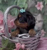 Nala, a female Yorkshire Terrier and Shorkie for sale in Sellersburg, IN – 4 of 8