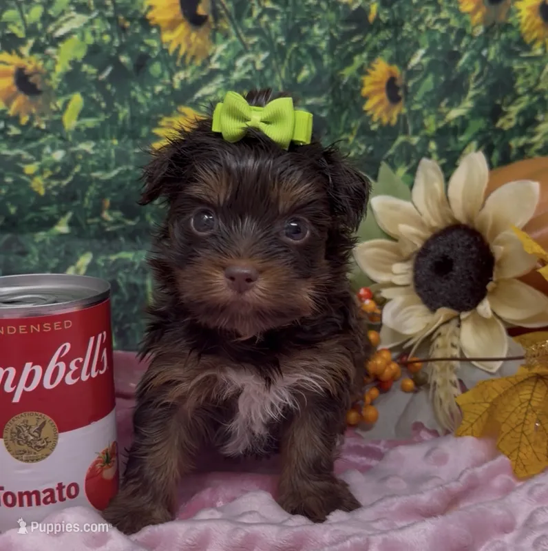 Tiny Coco (chocolate) – Yorkshire Terrier, Shorkie puppy for sale in Sellersburg, IN