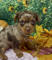Ophelia - chocolate merle (red), a female Yorkshire Terrier and Shorkie for sale in Sellersburg, IN – 4 of 6