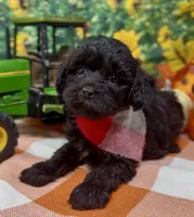 Onyx, a male Yorkipoo and Yorkshire Terrier for sale in Sellersburg, IN – 3 of 10