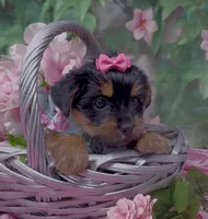 Princess , a female Yorkshire Terrier and Shorkie for sale in Sellersburg, IN – 5 of 10