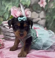 Nala, a female Yorkshire Terrier and Shorkie for sale in Sellersburg, IN – 7 of 8