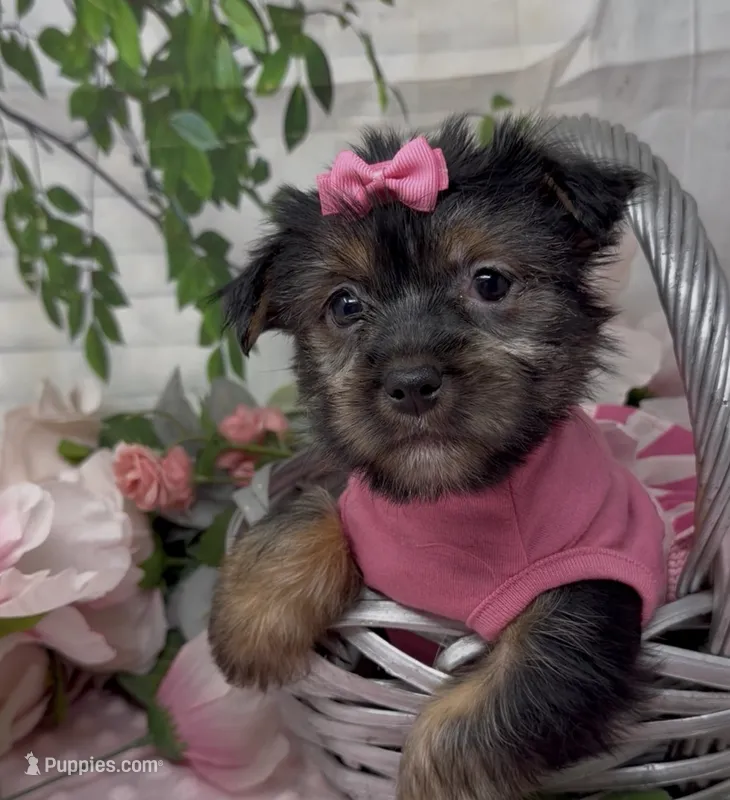 Maggie – Yorkshire Terrier, Shorkie puppy for sale in Sellersburg, IN