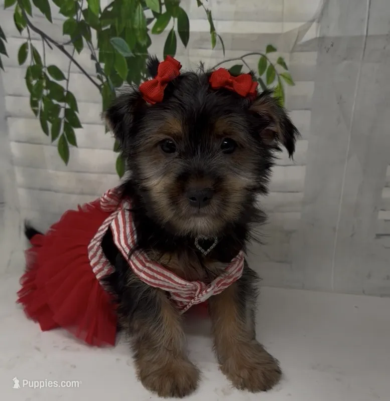 Prada – Yorkshire Terrier, Shorkie puppy for sale in Sellersburg, IN