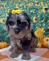 Bella - silver merle , a female Yorkipoo and Yorkshire Terrier for sale in Sellersburg, IN – 10 of 10