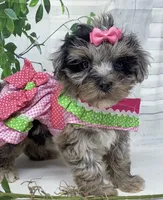 Chanel, a female Yorkipoo and Yorkshire Terrier for sale in Sellersburg, IN – Photo 7 of 8