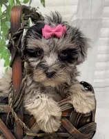 Chanel, a female Yorkipoo and Yorkshire Terrier for sale in Sellersburg, IN – Photo 2 of 8