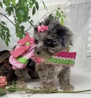 Chanel, a female Yorkipoo and Yorkshire Terrier for sale in Sellersburg, IN – Photo 4 of 8