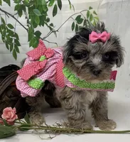 Chanel, a female Yorkipoo and Yorkshire Terrier for sale in Sellersburg, IN – Photo 3 of 8