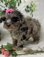 Chanel, a female Yorkipoo and Yorkshire Terrier for sale in Sellersburg, IN – Photo 5 of 8
