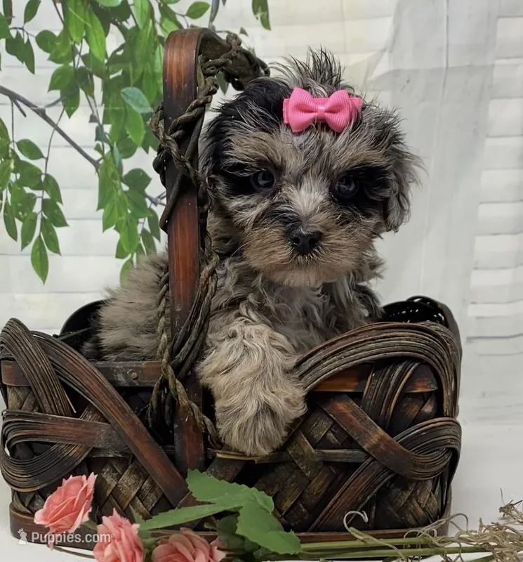 Chanel – Yorkipoo, Yorkshire Terrier puppy for sale in Sellersburg, IN
