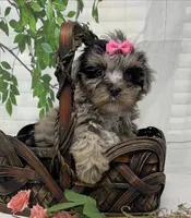 Chanel, a female Yorkipoo and Yorkshire Terrier for sale in Sellersburg, IN – Photo 6 of 8