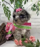 Chanel, a female Yorkipoo and Yorkshire Terrier for sale in Sellersburg, IN – Photo 8 of 8