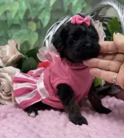 Dolce, a female Yorkipoo and Yorkshire Terrier for sale in Sellersburg, IN – Photo 6 of 7