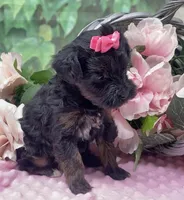 Dolce, a female Yorkipoo and Yorkshire Terrier for sale in Sellersburg, IN – Photo 1 of 7