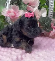 Dolce, a female Yorkipoo and Yorkshire Terrier for sale in Sellersburg, IN – Photo 3 of 7