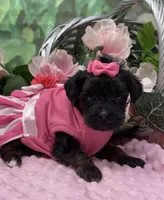 Dolce, a female Yorkipoo and Yorkshire Terrier for sale in Sellersburg, IN – Photo 2 of 7