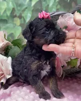 Dolce, a female Yorkipoo and Yorkshire Terrier for sale in Sellersburg, IN – Photo 5 of 7