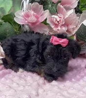 Dolce, a female Yorkipoo and Yorkshire Terrier for sale in Sellersburg, IN – Photo 7 of 7