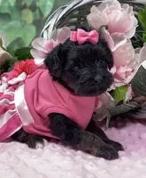 Dolce, a female Yorkipoo and Yorkshire Terrier for sale in Sellersburg, IN – Photo 4 of 7