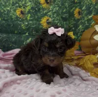 Tiny Ariel -(chocolate), a female Yorkshire Terrier and Shorkie for sale in Sellersburg, IN – 5 of 7