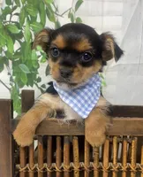 Teacup Toby, a male Yorkshire Terrier and Shorkie for sale in Sellersburg, IN – Photo 9 of 10