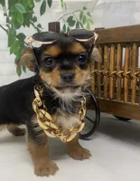 Teacup Toby, a male Yorkshire Terrier and Shorkie for sale in Sellersburg, IN – Photo 6 of 10