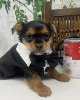 Teacup Toby, a male Yorkshire Terrier and Shorkie for sale in Sellersburg, IN – Photo 7 of 10