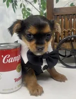 Teacup Toby, a male Yorkshire Terrier and Shorkie for sale in Sellersburg, IN – Photo 8 of 10