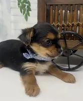 Teacup Toby, a male Yorkshire Terrier and Shorkie for sale in Sellersburg, IN – Photo 5 of 10