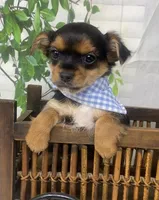 Teacup Toby, a male Yorkshire Terrier and Shorkie for sale in Sellersburg, IN – Photo 10 of 10