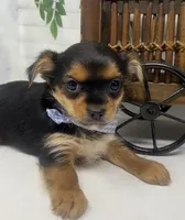 Teacup Toby, a male Yorkshire Terrier and Shorkie for sale in Sellersburg, IN – Photo 2 of 10