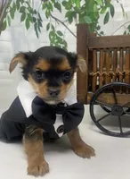 Teacup Toby, a male Yorkshire Terrier and Shorkie for sale in Sellersburg, IN – Photo 4 of 10