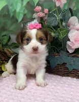 Fendi - Chocolate Parti, a female Yorkshire Terrier and Shorkie for sale in Sellersburg, IN – Photo 2 of 5